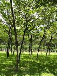 深圳蓮花山公園