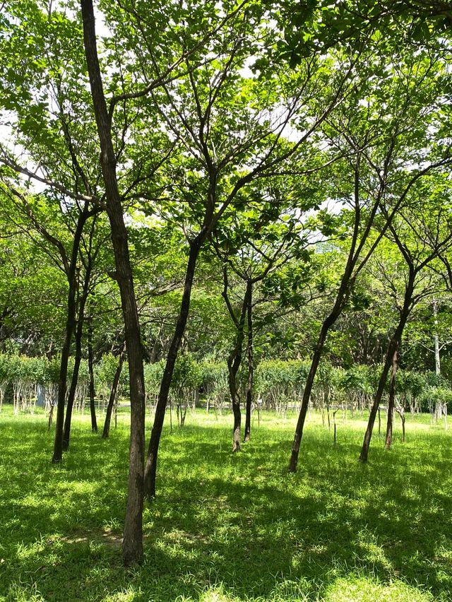 深圳蓮花山公園