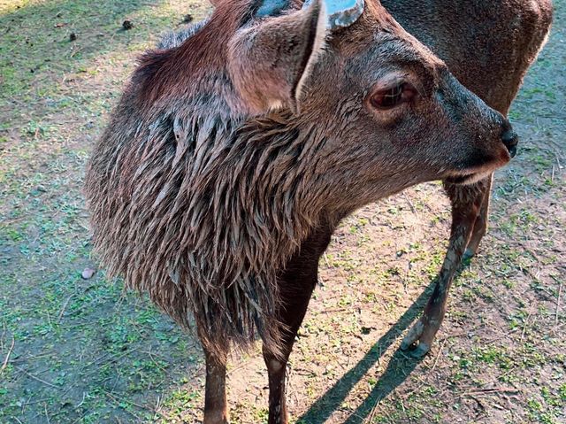 สวนกวางนารา Nara Park 🦌