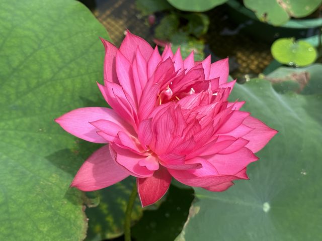 香港遊 | 大嶼山 | 寶蓮禪寺 | 香港荷花節 (上)
