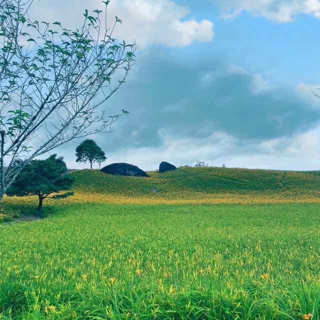赤柯山金針花海