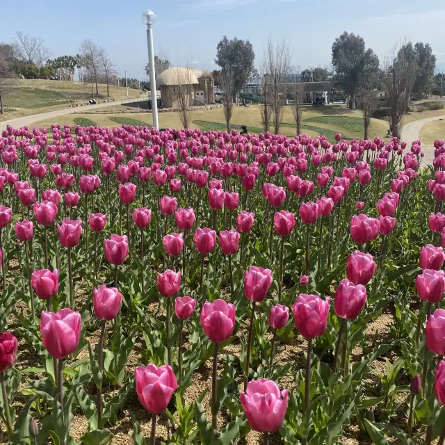 【兵庫観光】国営明石海峡公園