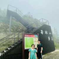 阿里山 隙頂象山 茶林步道