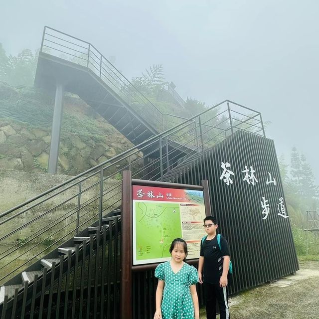 阿里山 隙頂象山 茶林步道