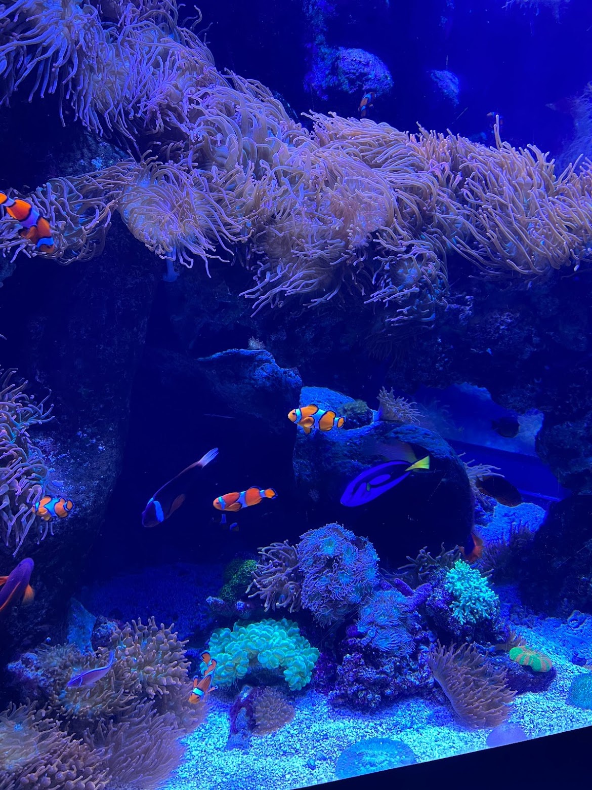 Аквариум Тихого океана 🐠✨