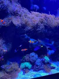 Aquarium of the Pacific 🐠✨