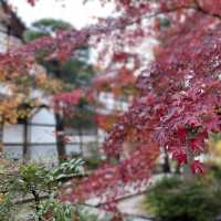 嵐山秋色最美，常寂光寺最動人