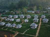 พักผ่อนสบายๆในไร่ชา ณ บ้านรักไทย
