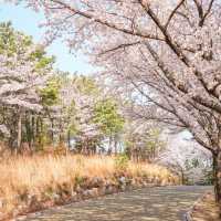 울산 숨은 벚꽃 명소 염포산 벚꽃길