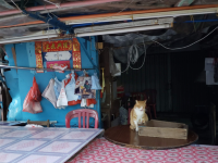 假日大澳棚屋打咭及掃街半天遊