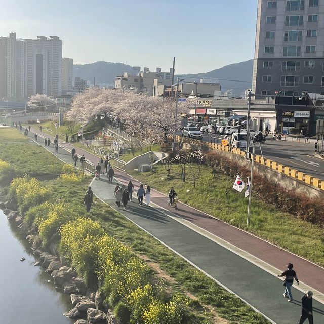 부산 벚꽃 명소, 온천천에서 벚꽃 구경하기