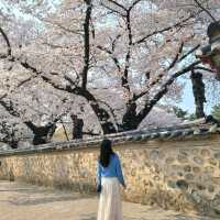 ๐ธ ๊ฒฝ์ฃผ "๋๋ฆ์"์ ์ง๊ธ ๋ฒ๊ฝ ๋ง๊ฐ๐ธ