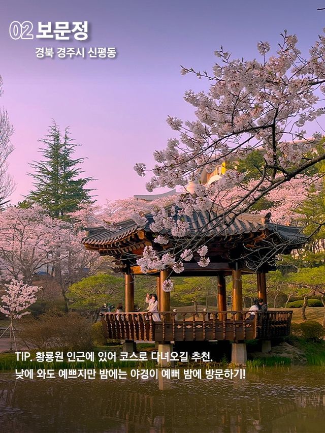 당일치기 가능한 경주 벚꽃명소 코스 🌸