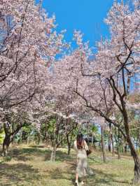주말 봄꽃 나들이 추천;: 대전 한밭 수목원🌼