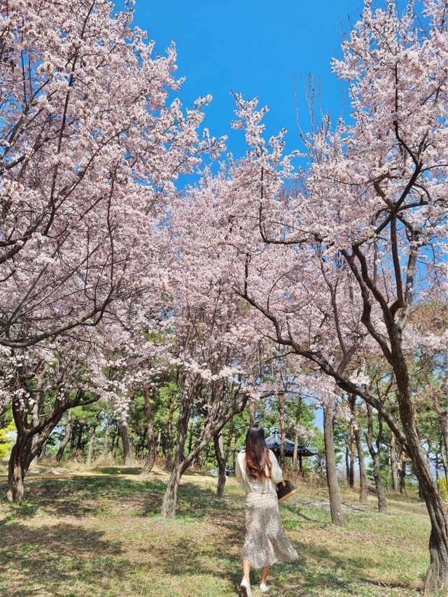 주말 봄꽃 나들이 추천;: 대전 한밭 수목원🌼