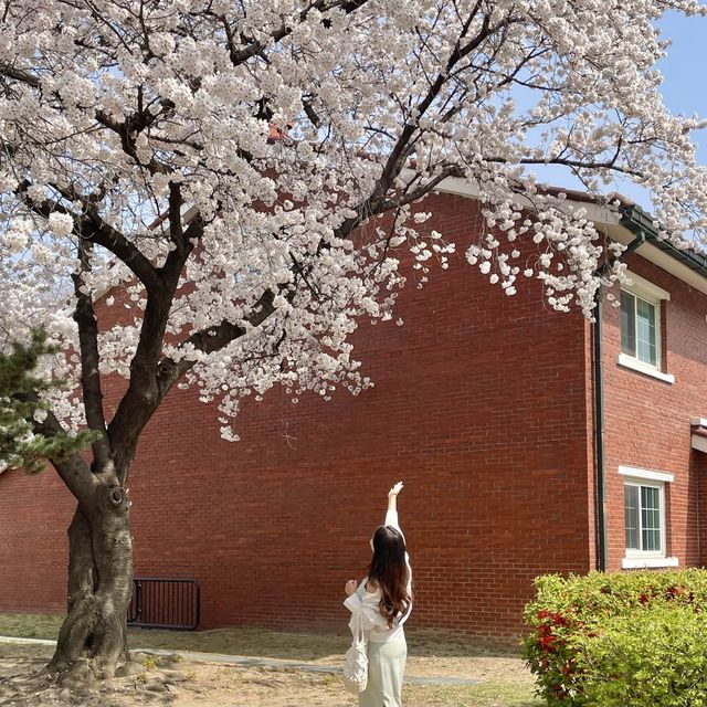 이국적인 벚꽃 스팟:: 용산공원 미군기지 부분개방부지🌸