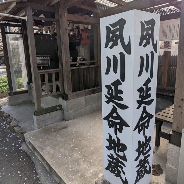 【電車と桜の夙川】近所の方もオススメの夙川駅！