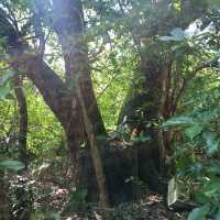 Quiet hike from Devil's Peak to Fisherman Village