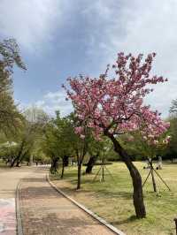 겹벚꽃 보러 어린이대공원 어때요🌸
