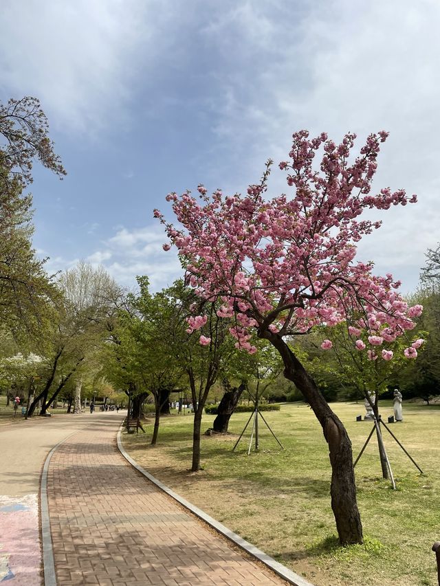 겹벚꽃 보러 어린이대공원 어때요🌸