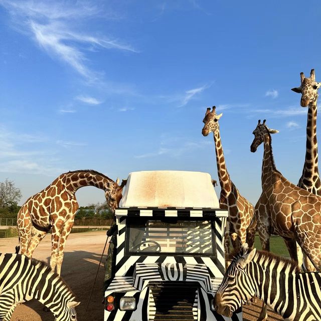 探索自然奇觀，曼谷北碧府野生動物園絕對不能錯過！