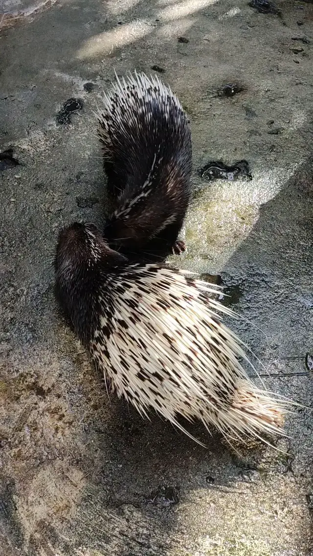 Fun Time Feeding Animals in Langkawi