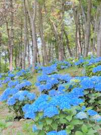 울산 장생포 수국축제💙