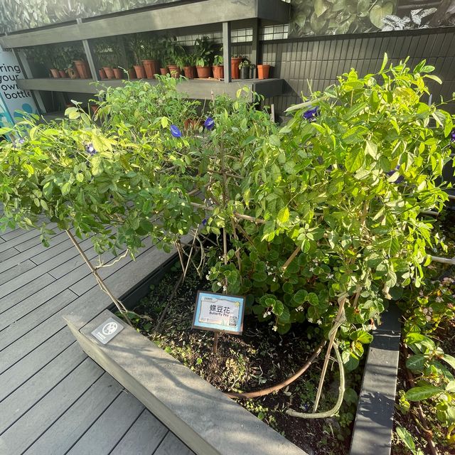 都市中既一點綠洲