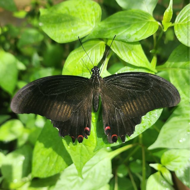 Entopia by Penang Butterfly Farm Entopia Tama