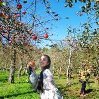 Kochia season and Apple picking 