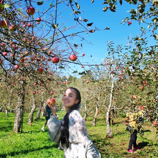 Kochia season and Apple picking 