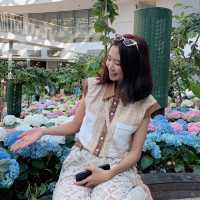 🌷ดอกทิวลิปบานแล้วที่ระยอง อยู่ในพื้นที่มาบตาพุด 