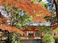 ดูใบไม้เปลี่ยนสีที่ศาลเจ้าตะเกียง Kasuga Taisha