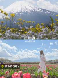 富士山とネモフィラおすすめスポット2選！