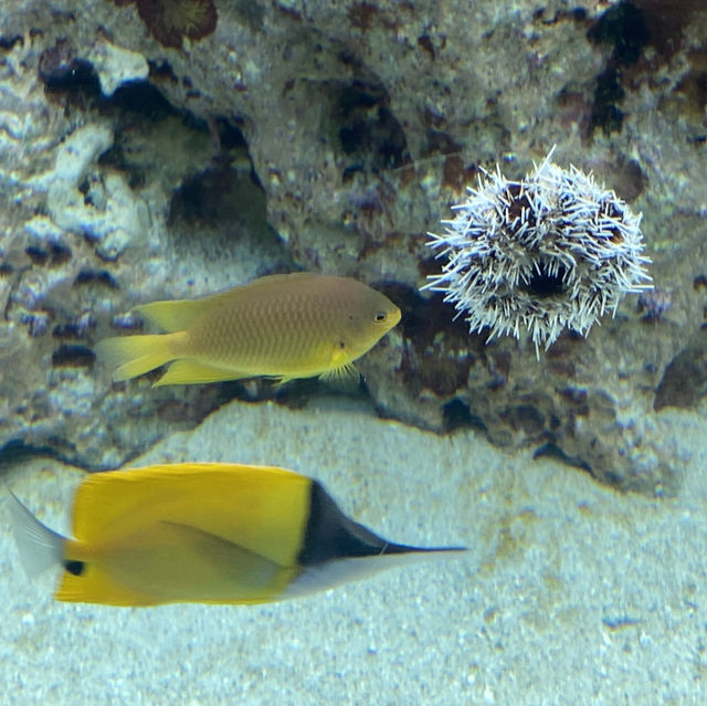 Just so AMAZING - Okinawa Churaumi Aquarium
