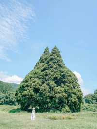 【完全保存版📍】山形女子旅おすすめ映えスポット6選👭🌸🌲