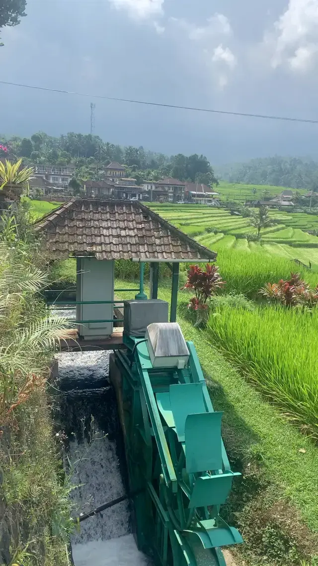 Jatiluwih rice terrace Bali 