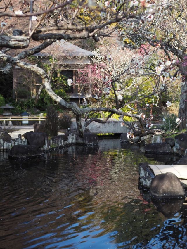 【鎌倉】春はもうすぐ、長谷寺の梅祭り