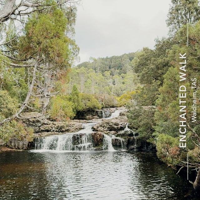 Forestry hike at Cradle Mountain 