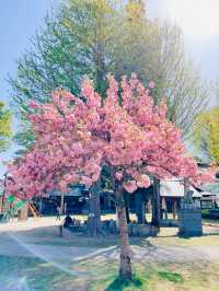 【長野】お城とサクラの絶景穴場スポット