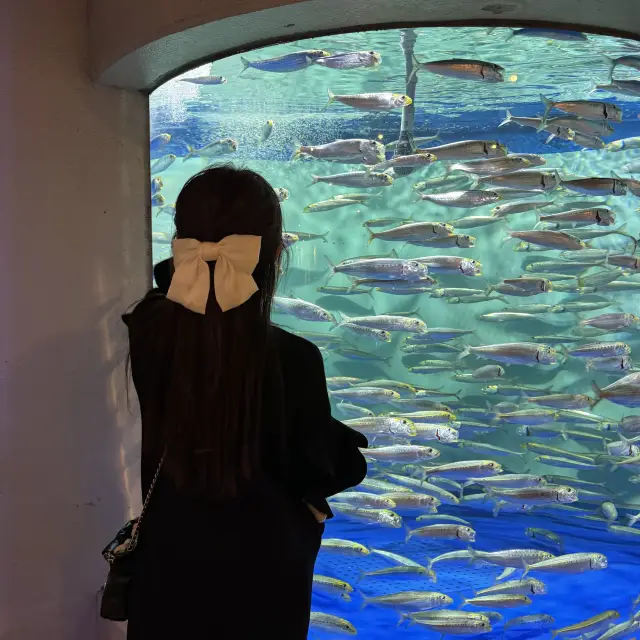 【東京】雨の日デートにオススメ！トンネル水槽が魅力的な水族館🦭✨