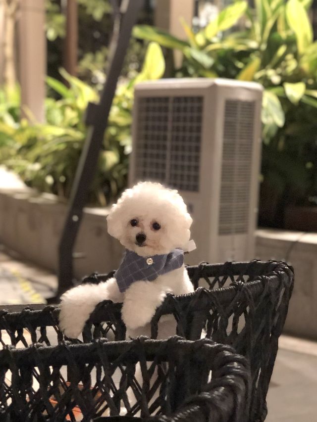 令人感到賓至如歸的寵物友善酒店-香港海洋公園萬豪酒店