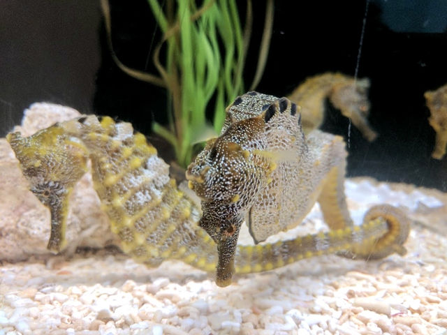 Cabrillo Marine Aquarium