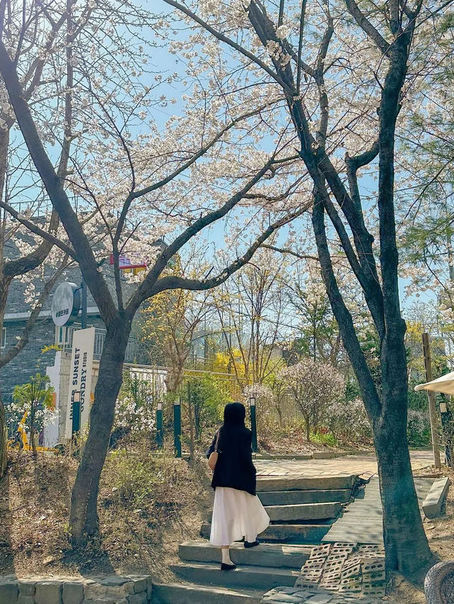 치즈빙수, 아니 실시간 청주 벚꽃 맛집🧀🌸
