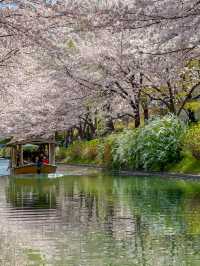 江戸時代の春の京都へタイムスリップ、伏見十石舟の桜