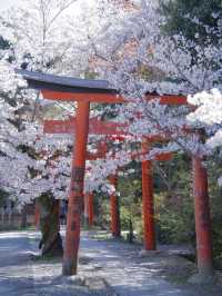 【京都×桜】本当は教えたくない🙅ガイドブックにも載らない穴場の桜スポット🌸