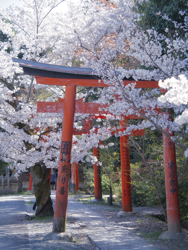【京都×桜】本当は教えたくない🙅ガイドブックにも載らない穴場の桜スポット🌸
