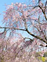 愛知　枝垂れ桜の隠れた名所　東谷山フルーツパーク