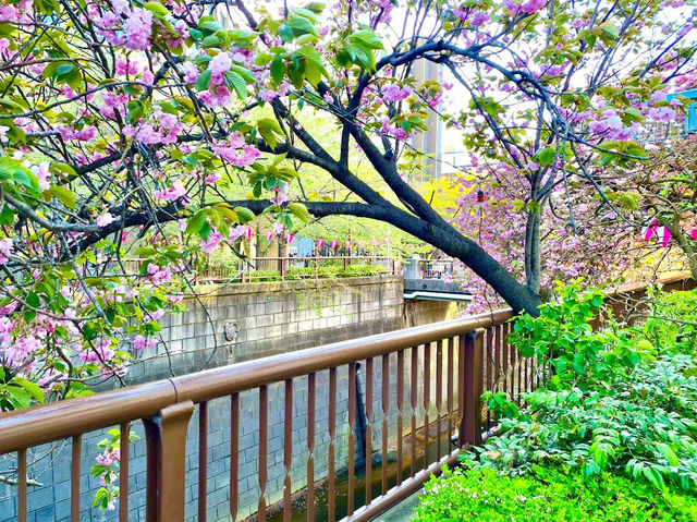 Meguro River Cherry Blossoms Promenade