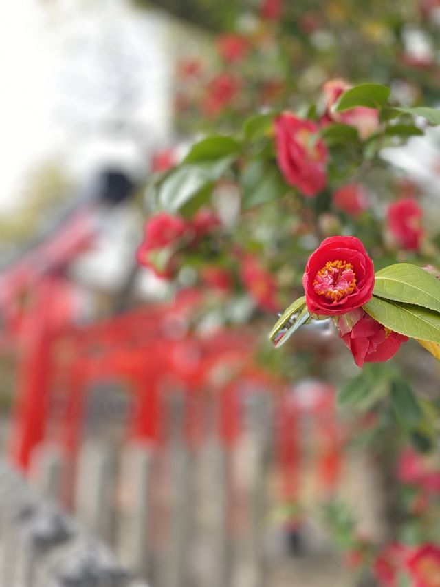 鮮やかな鳥居の稲荷神社